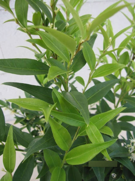 Süssbeere - Fleischbeere Dragons Gate - Sarcococca ruscifolia Dragons Gate